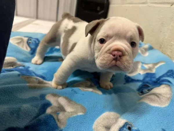 Regalo....cucciolata di bouledogue francese