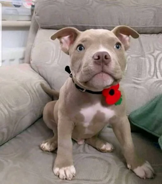 Regalo adorali cuccioli di americano pitbull femminucce e maschietti 