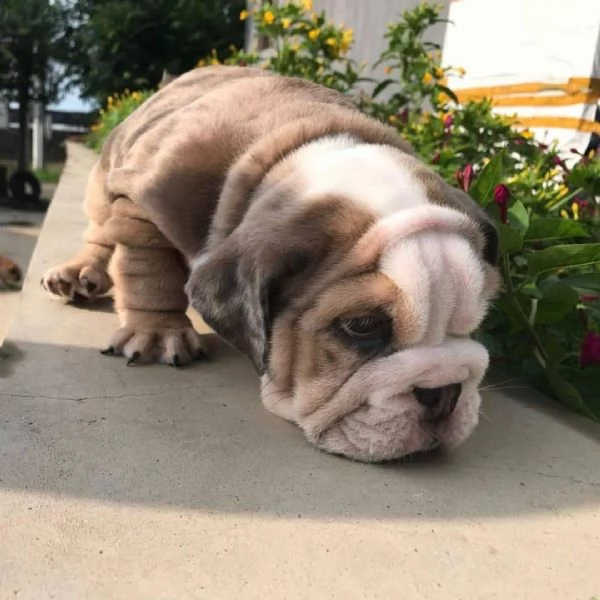 cucciolo di bulldog inglese