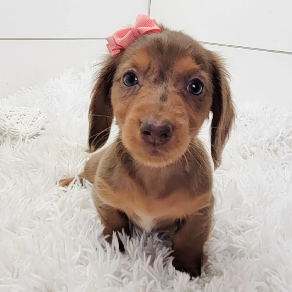  REGALO BASSOTTO | Foto 0