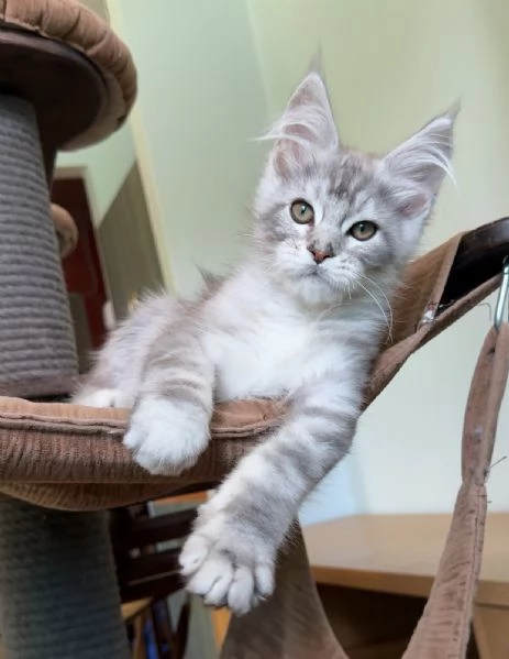Maine Coon, Gattini di Razza Purezza  Disponibili Subito! | Foto 0