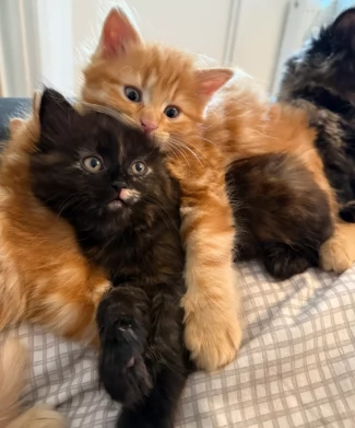 Adorabili gattini persiani di razza pura