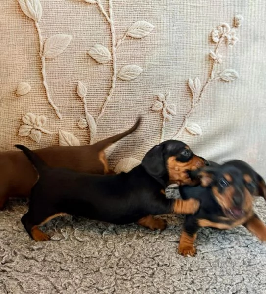 Cuccioli di bassotto disponibili. | Foto 0