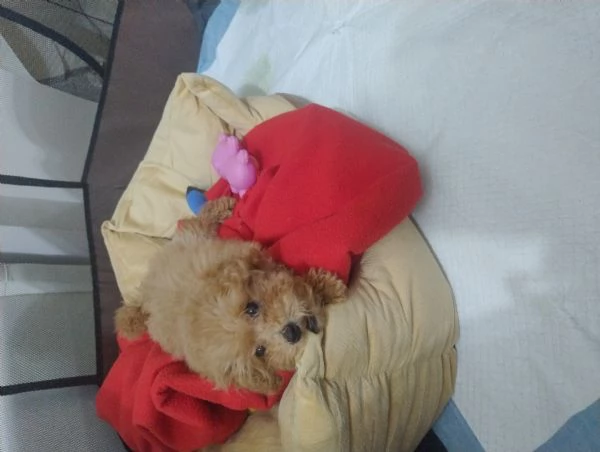 Barboncino Toy  | Foto 0