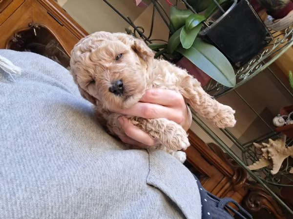 Barboncini Nani  | Foto 1