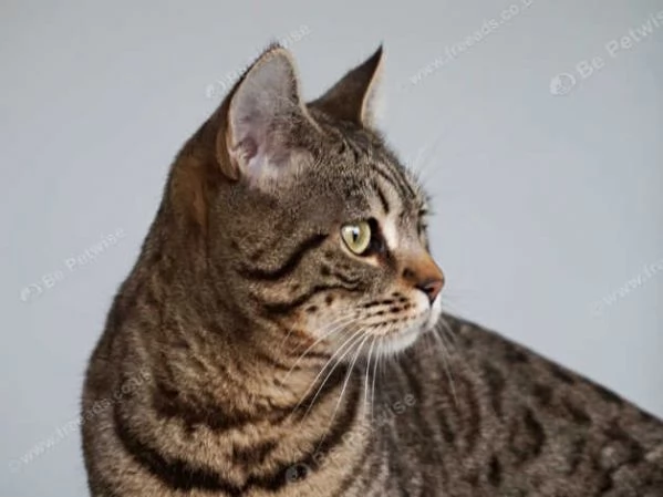 gattini bengala in adozione | Foto 0