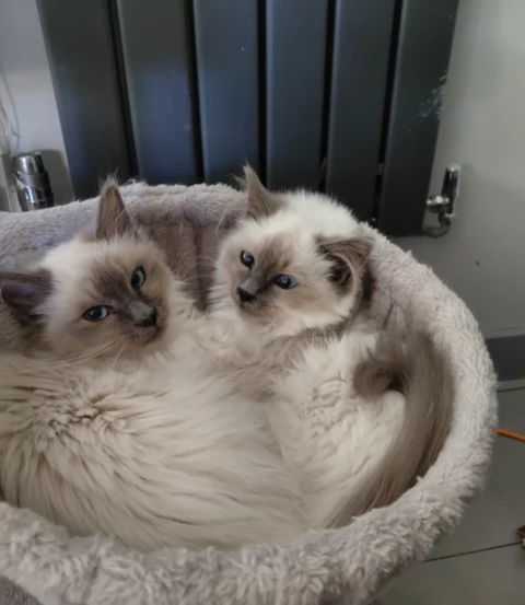 Adozione di splendidi gattini Sacrii di biirmania