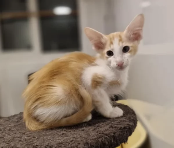  orientali gattini in Adozione | Foto 0