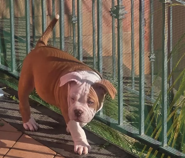 American bully | Foto 4
