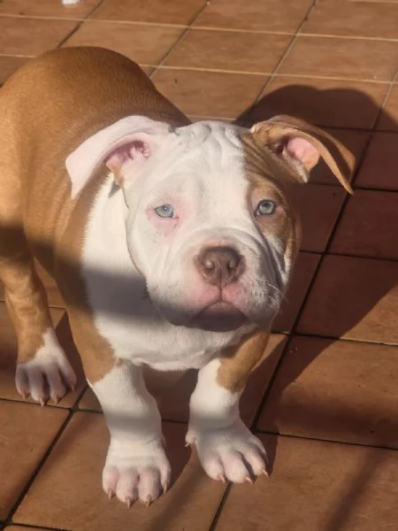 American bully | Foto 1