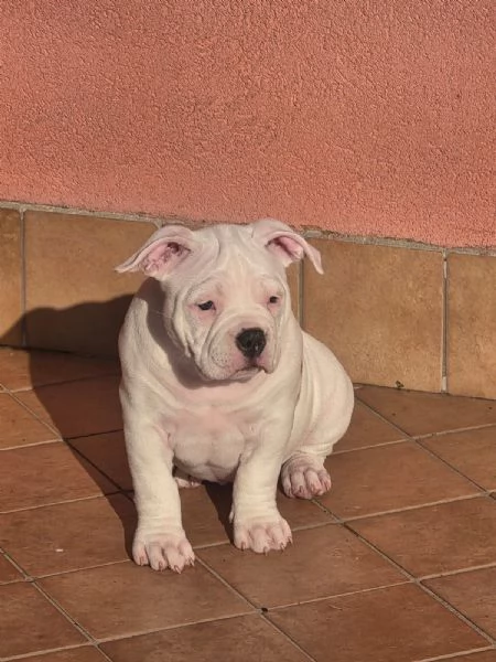 American bully | Foto 0