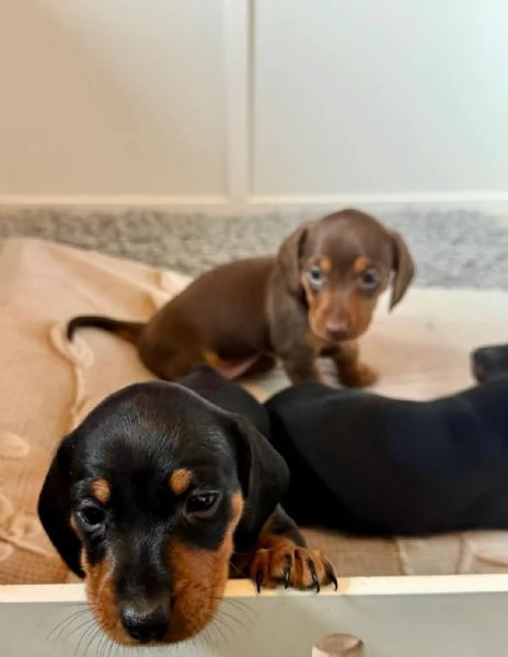 Cuccioli di Bassotto