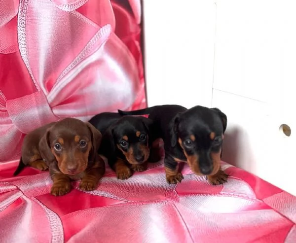 Cuccioli di Bassotto | Foto 1