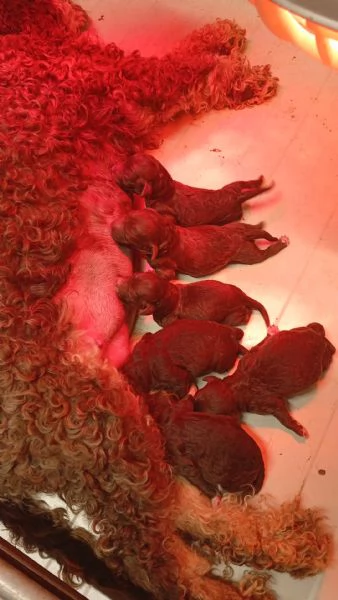 Cuccioli di Lagotto Romagnolo