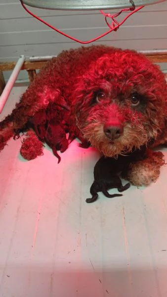 Cuccioli di Lagotto Romagnolo | Foto 0