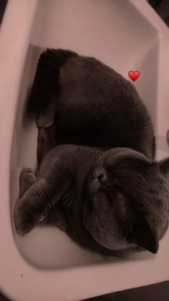 Scottish straight per MONTA 