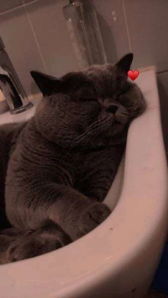 Scottish straight per MONTA  | Foto 6