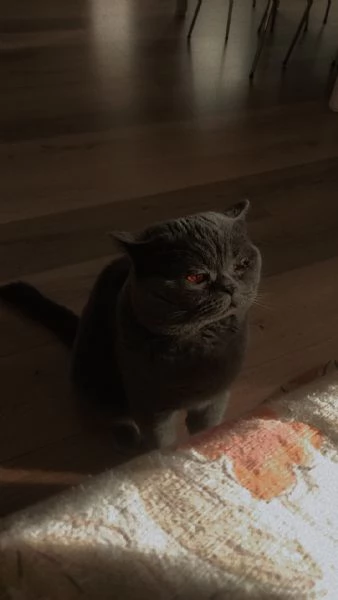 Scottish straight per MONTA  | Foto 5