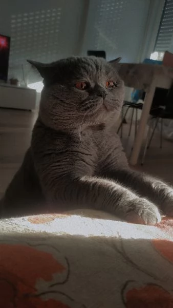 Scottish straight per MONTA  | Foto 4