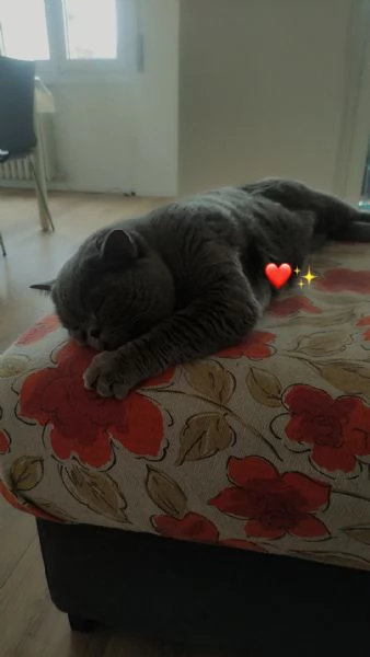 Scottish straight per MONTA  | Foto 3