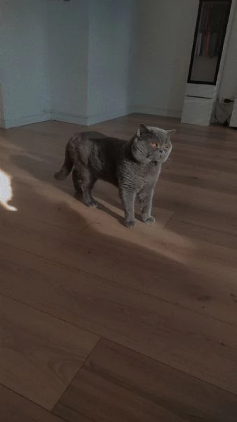 Scottish straight per MONTA  | Foto 1