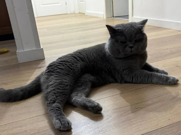 Scottish straight per MONTA  | Foto 0