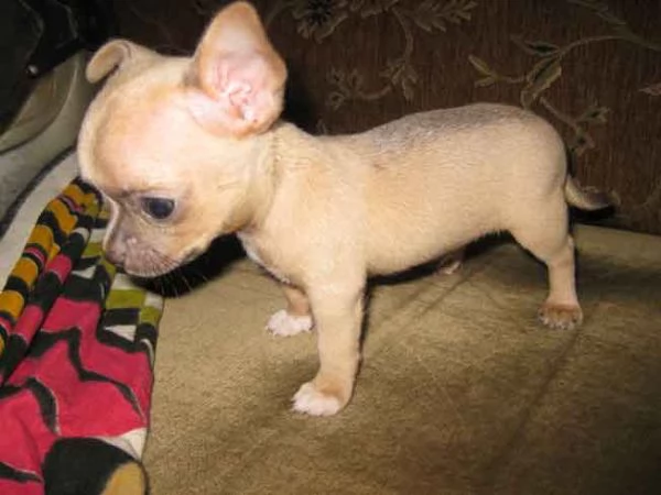Cuccioli di Chihuahua