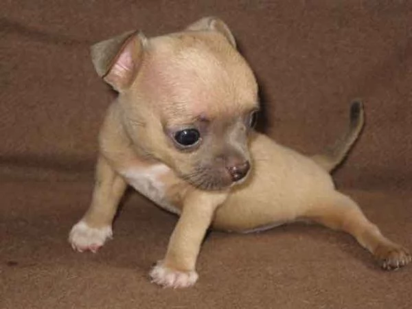 Cuccioli di Chihuahua | Foto 0