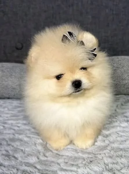 Regalo Pomeranian toy (cuccioli maschio e femmina) | Foto 0