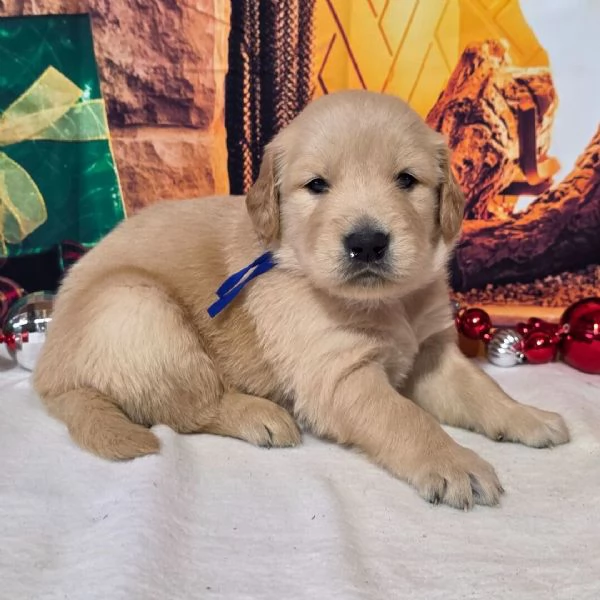 Golden Retriever (cuccioli maschio e femmina) | Foto 0