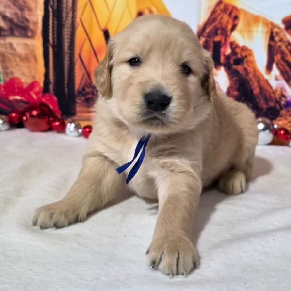 Golden Retriever (cuccioli maschio e femmina)