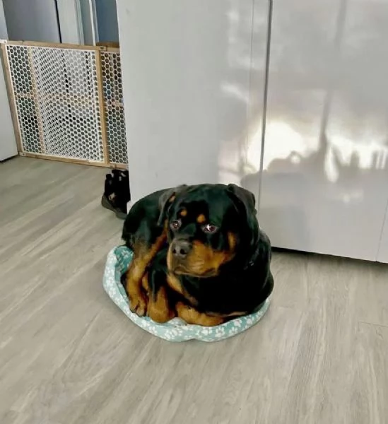 Regalo Rottweiler (cuccioli maschio e femmina) | Foto 2