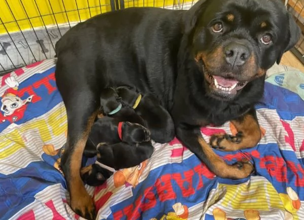 Regalo Rottweiler (cuccioli maschio e femmina) | Foto 0