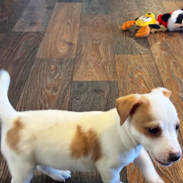 Regalo Jack Russell (cuccioli maschio e femmina) | Foto 0
