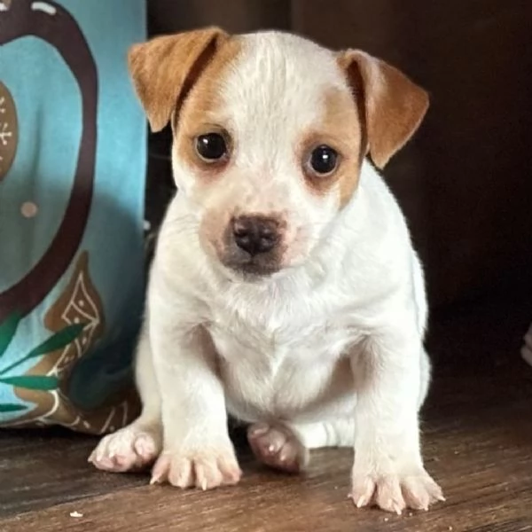 Regalo Jack Russell (cuccioli maschio e femmina)