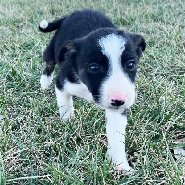 Regalo (cuccioli maschio e femmina) | Foto 0