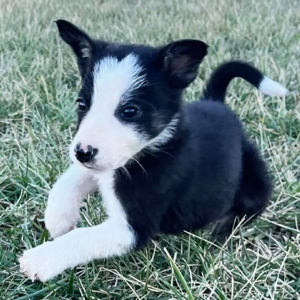 Regalo (cuccioli maschio e femmina)