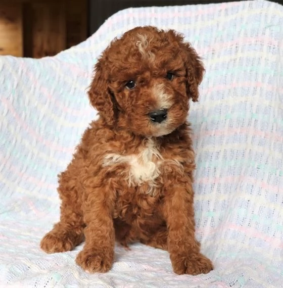 Barboncino toy e nana (cuccioli maschio e femmina)