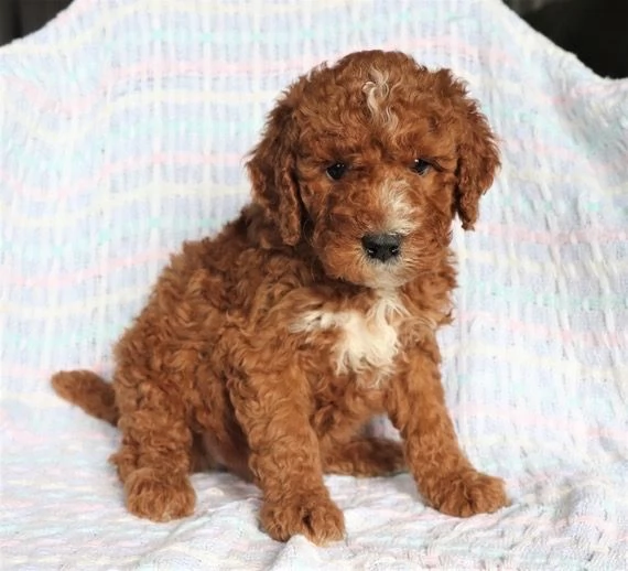 Barboncino toy e nana (cuccioli maschio e femmina) | Foto 0