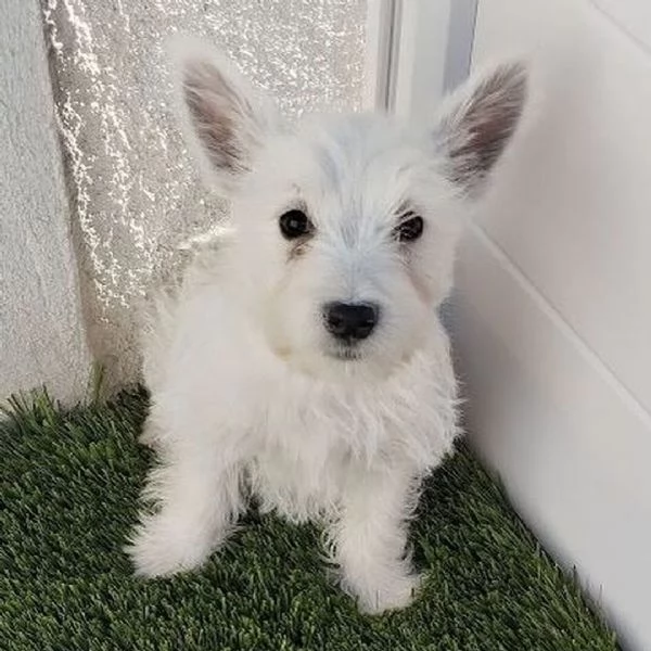  West Highland White Terrier | Foto 0