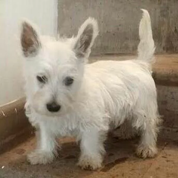 West Highland White Terrier