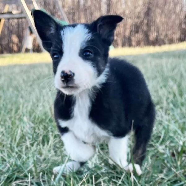 Border Collie (cuccioli maschio e femmina) | Foto 0