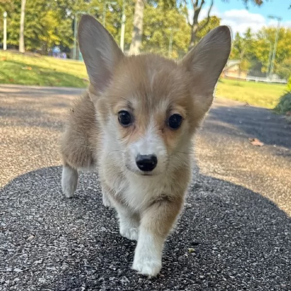  welsh corgi (cuccioli maschio e femmina) | Foto 0