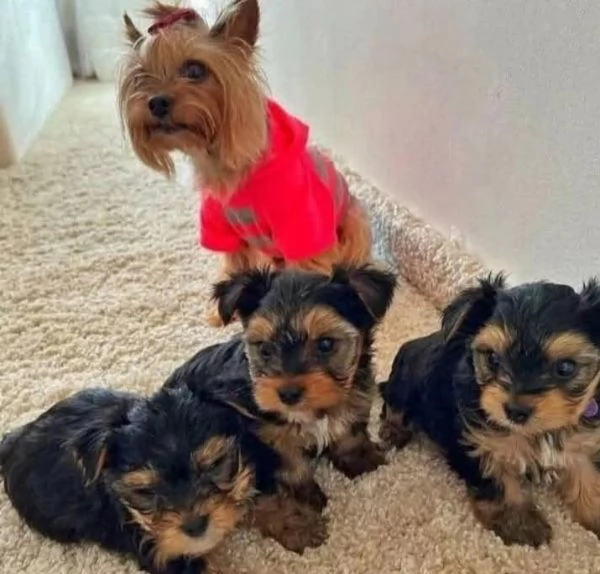 Yorkshire Terrier (cuccioli maschio e femmina) | Foto 0