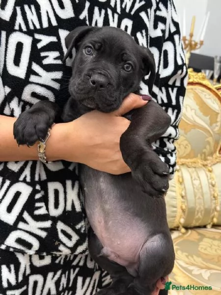  cane Corso  (cuccioli maschio e femmina) | Foto 0