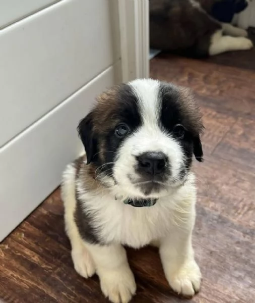  San Bernardo (cuccioli maschio e femmina)