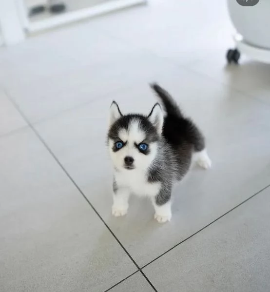  Siberian Husky (cuccioli maschio e femmina) | Foto 0