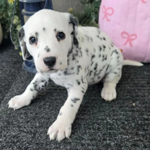  Dalmata (cuccioli maschio e femmina) | Foto 1