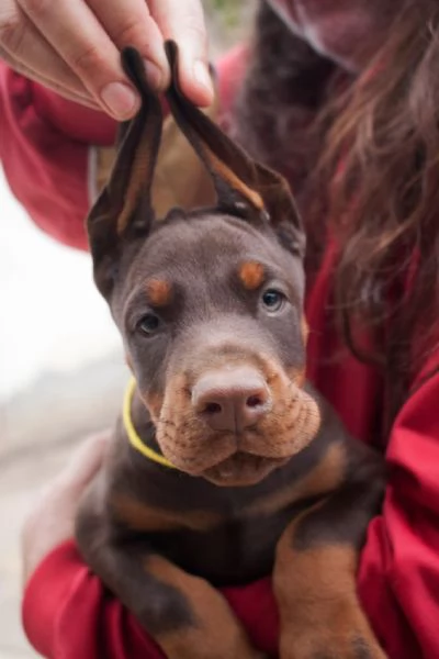  Dobermann (cuccioli maschio e femmina) | Foto 1