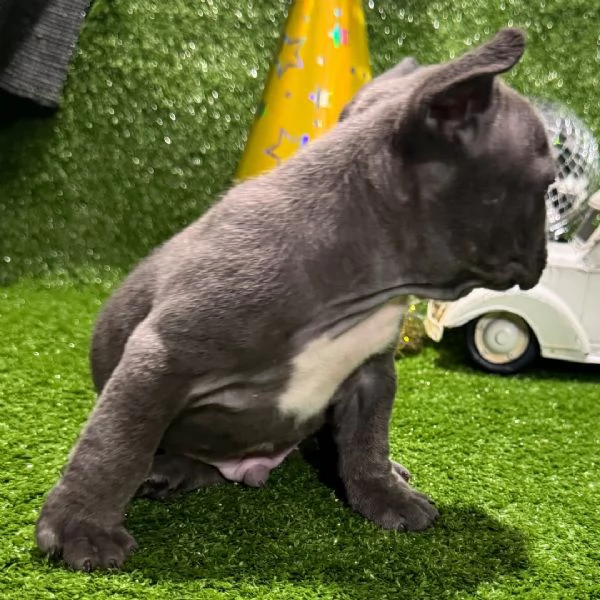 Bulldog Francese (cuccioli maschio e femmina)